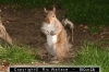vec-squirrels-17