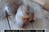 vec-squirrels-18